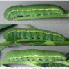 colias croceus larva5 volg2